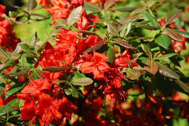 Jeśli decydujemy się na te wyjątkowe rośliny, przeznaczmy im sporo przestrzeni.