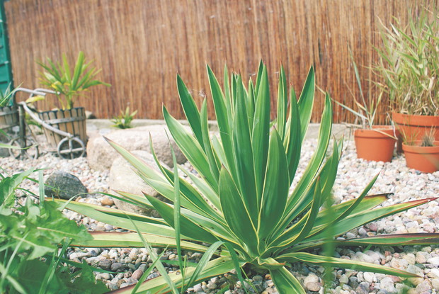 Jukki nie lubią obfitego podlewania. Może im ono nawet zaszkodzić. Od wiosny do jesieni wystarczy nawadniać je dwa razy w tygodniu.  