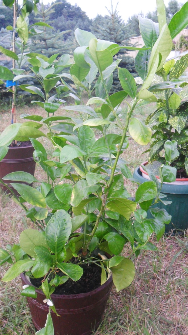 Kalamandynka