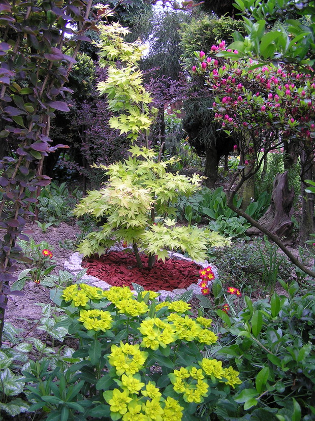 klon "Shirasawy aureum"