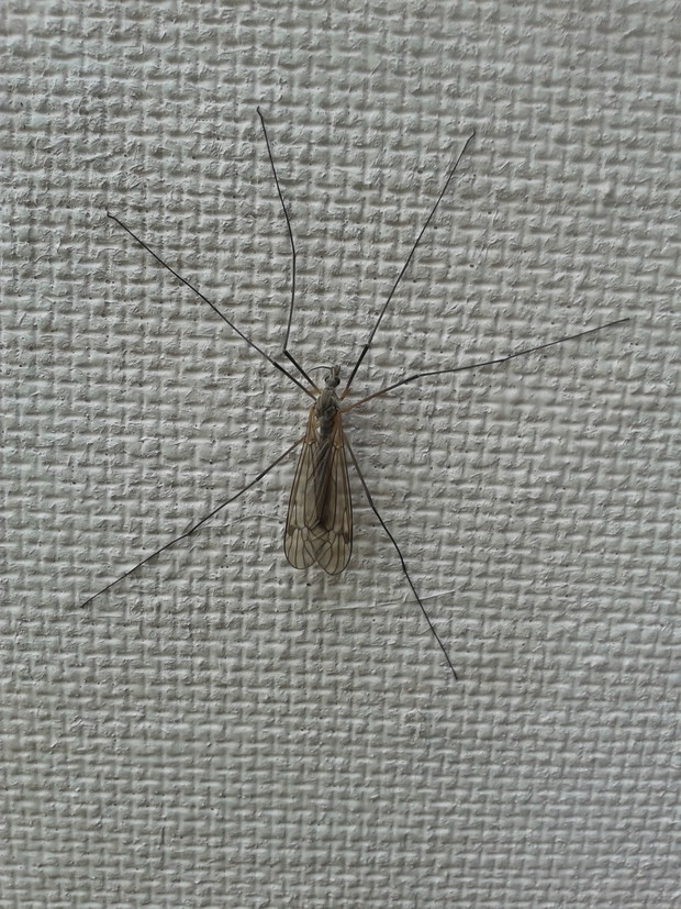 KOMAR
SCHOWANY 
PRZED
DESZCZEM