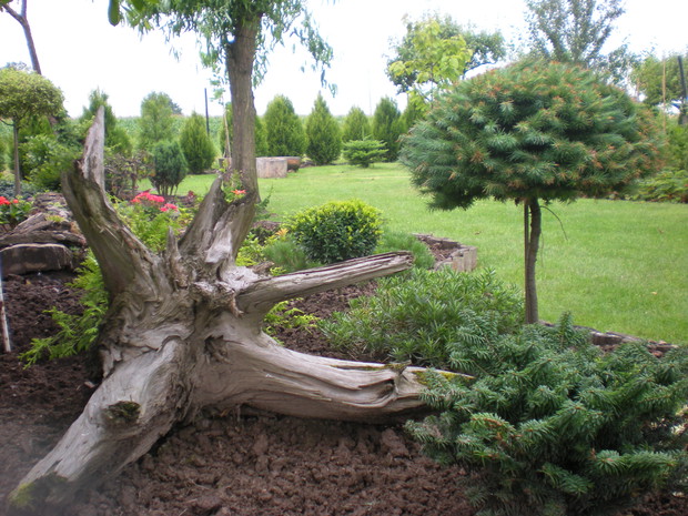 Korzeń rozgwiazda:)