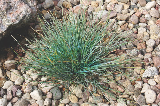 Kostrzewa to wieloletnia trawa, która w słońcu wybarwia się na niebiesko.   