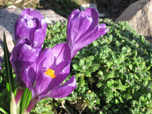Krokusy