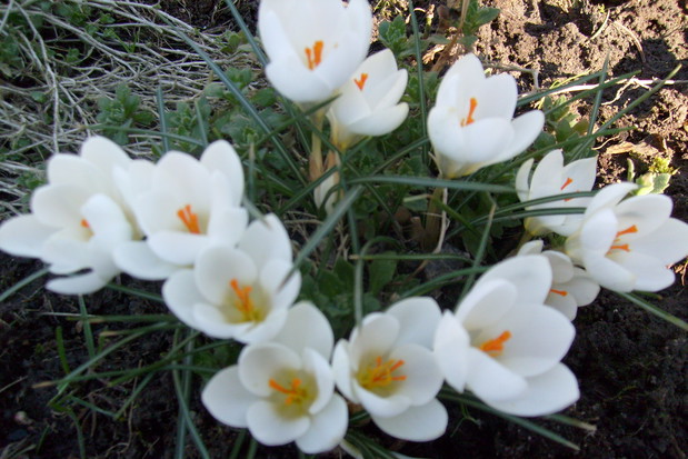 Krokusy