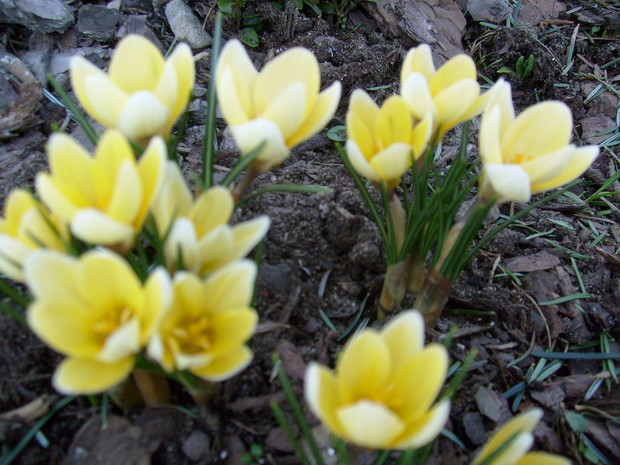 Krokusy