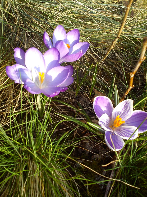 Krokusy :)