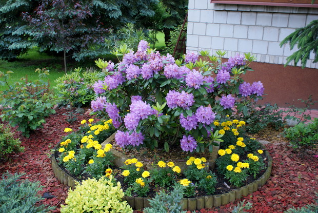 Król rabaty- rododendron