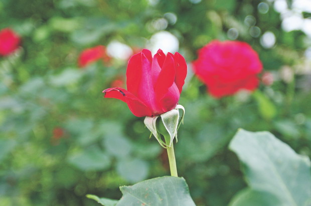 Królowe kwiatów zaczynają kwitnąć w maju i zdobią ogród przez całe lato.