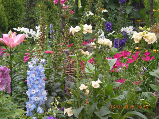 Kwiaty ogrodu wiejskiego.