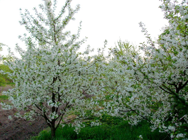 kwitnące drzewa owocowe