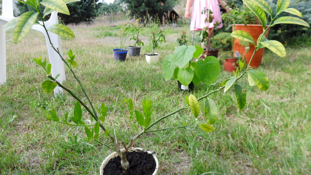 Limonella