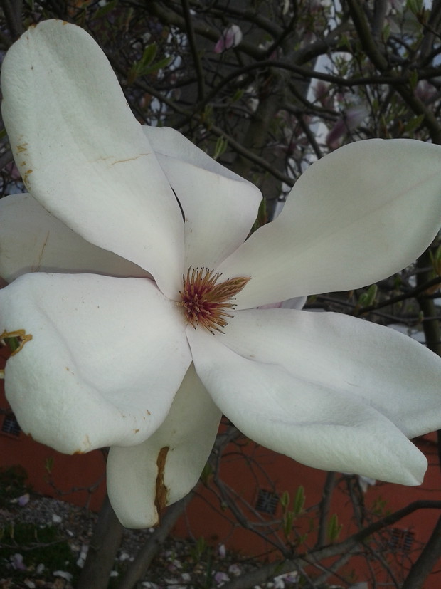 MAGNOLIA