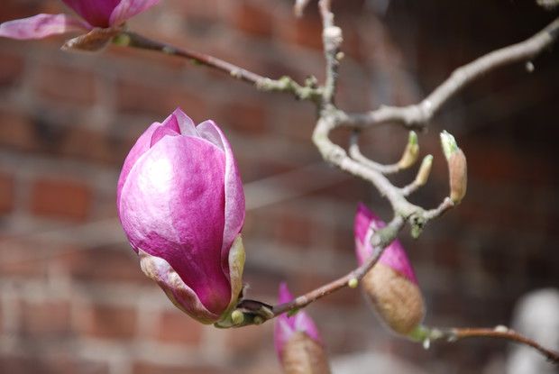 magnolia