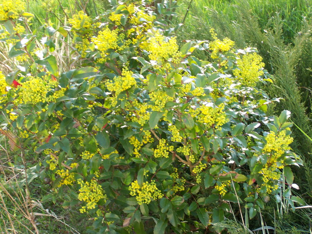 Mahonia