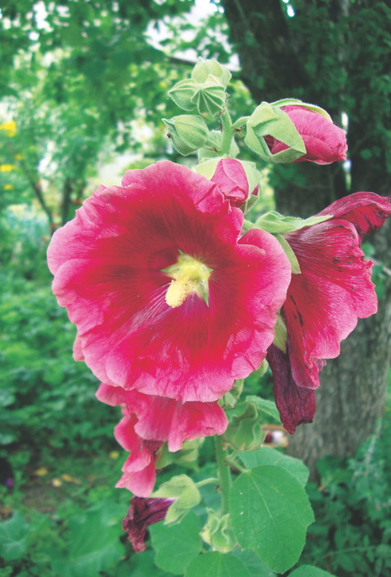 Malwy najlepiej się prezentują posadzone w grupach. Wysiewa się je do rozsadników w czerwcu lub w lipcu.