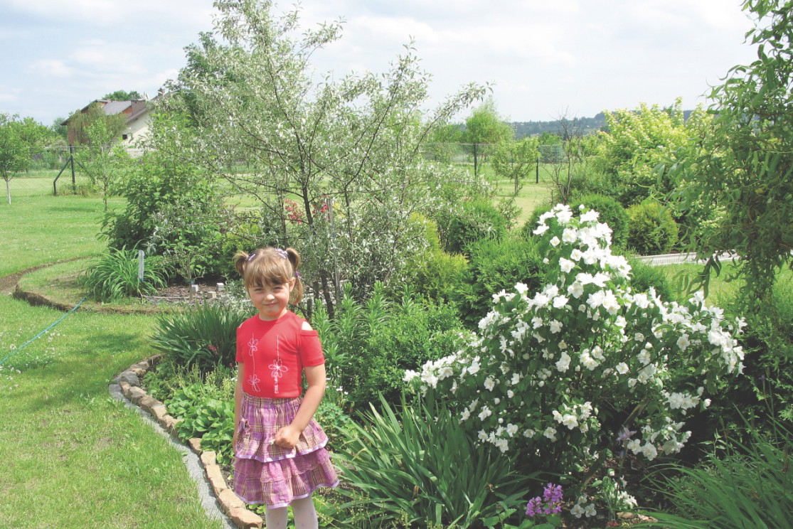 Moja córka zachwyca się kwiatami odmiany 'Manteau d'Hermine', które pięknie pachną.