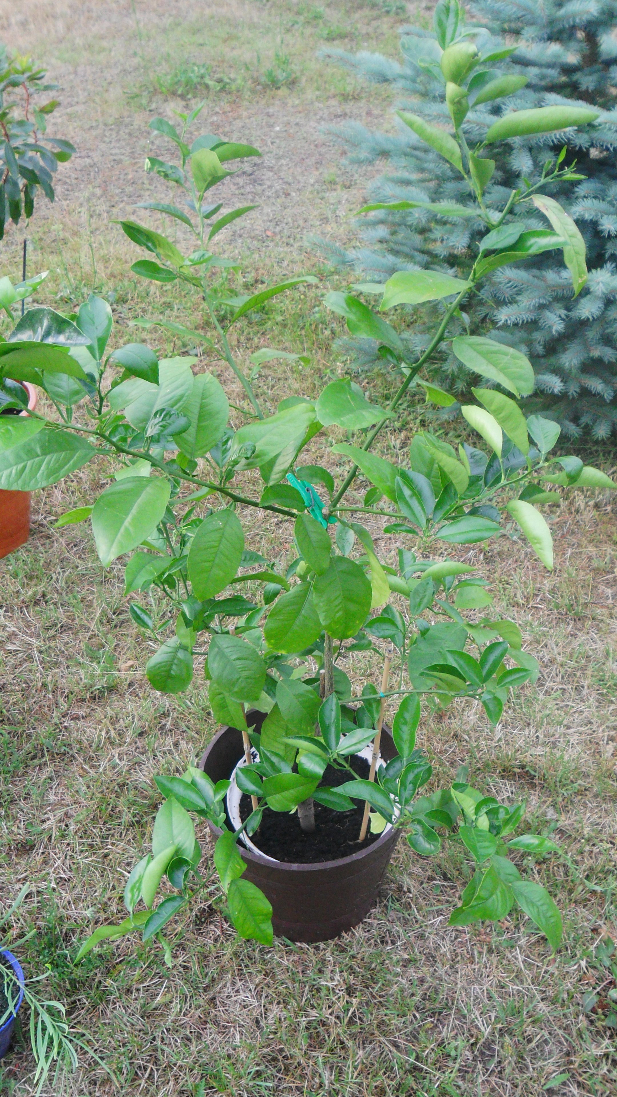 Moja Dziadkowa cytrynka "CYTRYNKA DZIADKA STASIA"