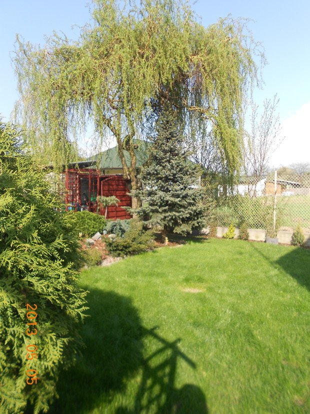 Moja piękna wierzba 