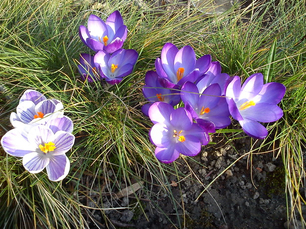 Moje małe piękności :)