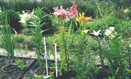 Moje osłony przypominają wkopane w ziemię skrzynie. Ich brzegi wystają ponad ścieżką.