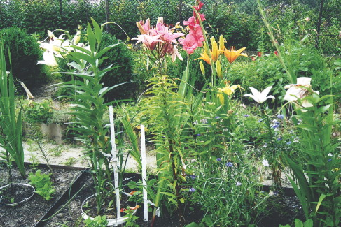 Moje osłony przypominają wkopane w ziemię skrzynie. Ich brzegi wystają ponad ścieżką.