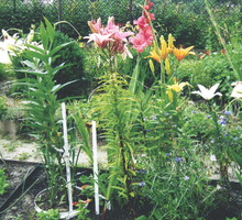 Moje osłony przypominają wkopane w ziemię skrzynie. Ich brzegi wystają ponad ścieżką.