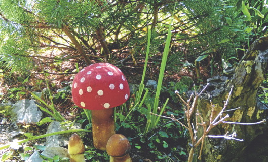 Muchomory także ozdobiły to miejsce. 