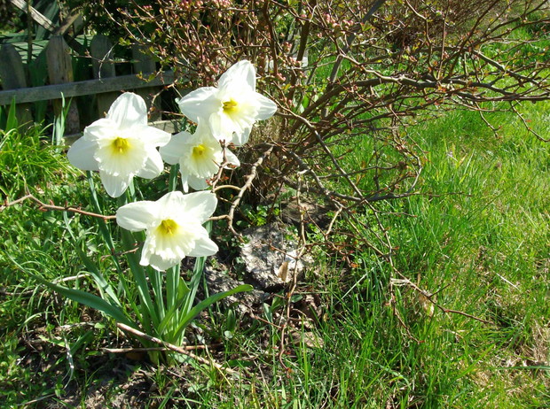 narcyzy białe