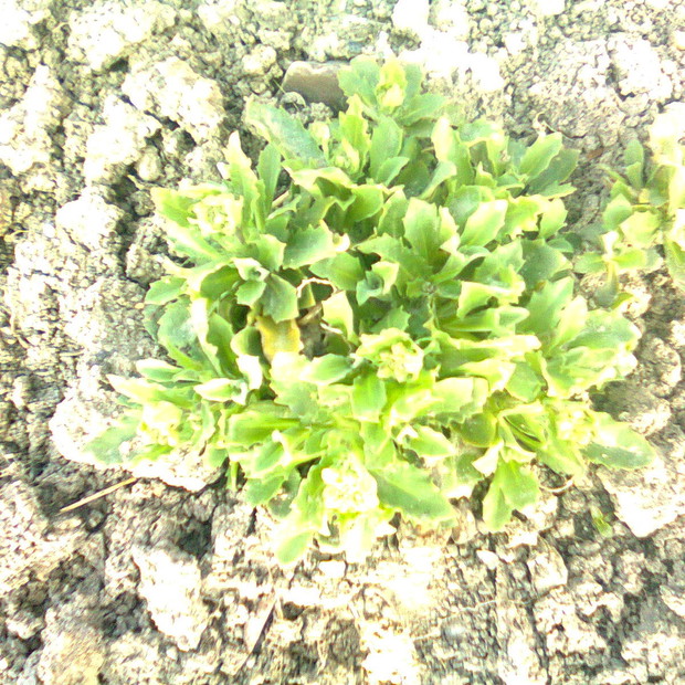 Nie wiem jak się nazywa, ale za kilka dni pięknie zakwitnie na biało.