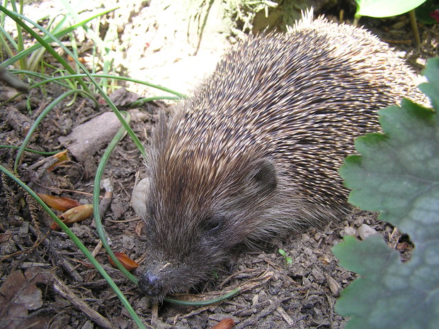 nowy gośc w ogrodzie