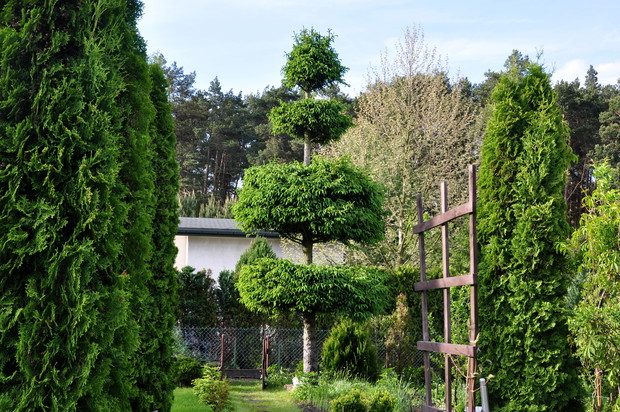 Obecnie świerk ładnie się wkomponował w resztę otoczenia. Wygląda dużo zdrowiej i o wiele lepiej