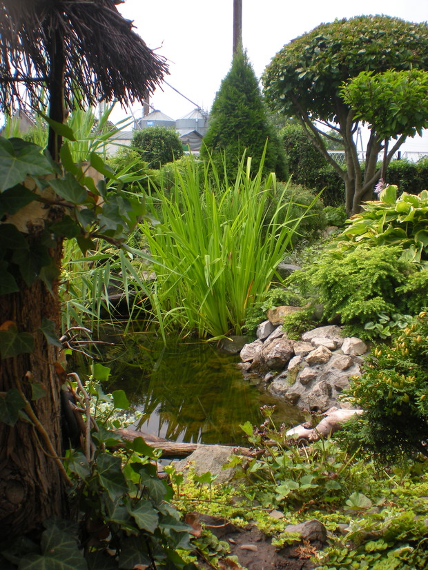 Oczko wodne w ogrodzie z przodu domu.