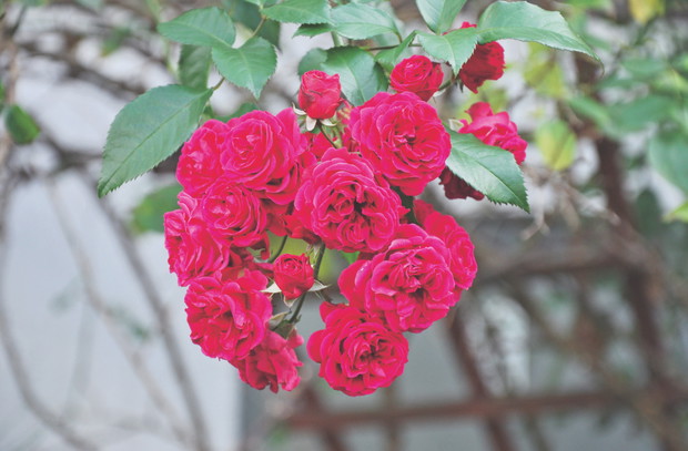 Odmiany pnące nadają się do obsadzania pergoli, altan i płotów. 