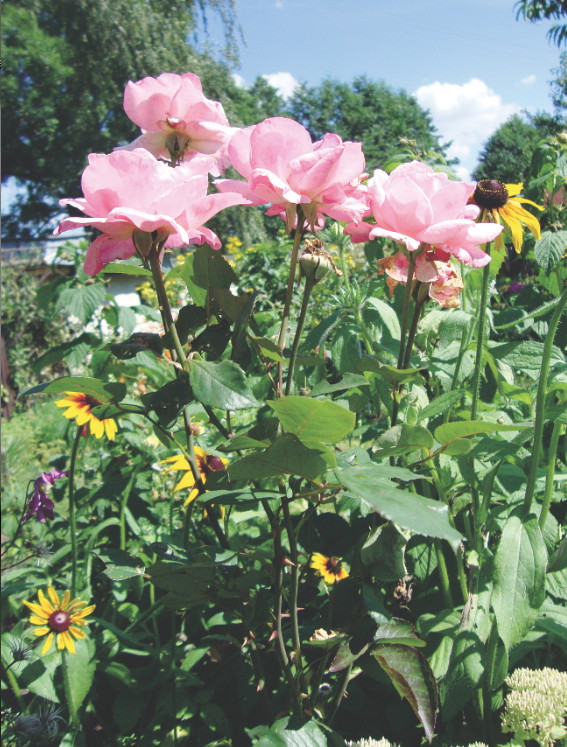 Opryski wykonujemy rano lub po zachodzie słońca, żeby nie poparzyć roślin.