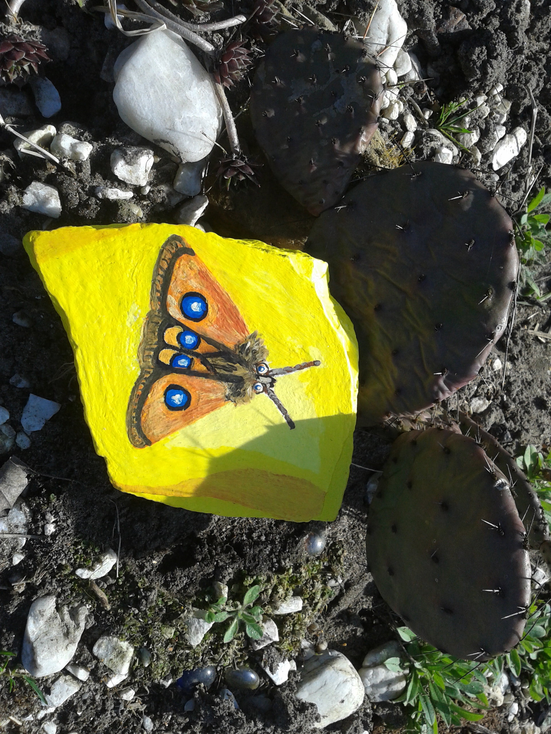 opuncja
i motyl 
lotnica zyska