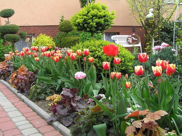  otwiera furtkę i zaprasza do naszego  tulipanowego ogrodu....