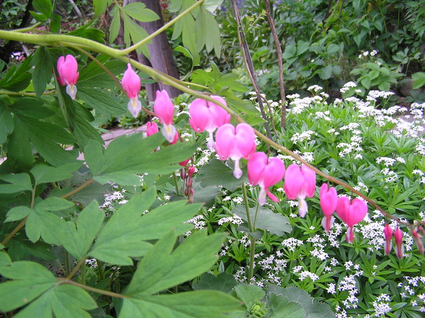 piękna serduszka a w tle marzanka wonna