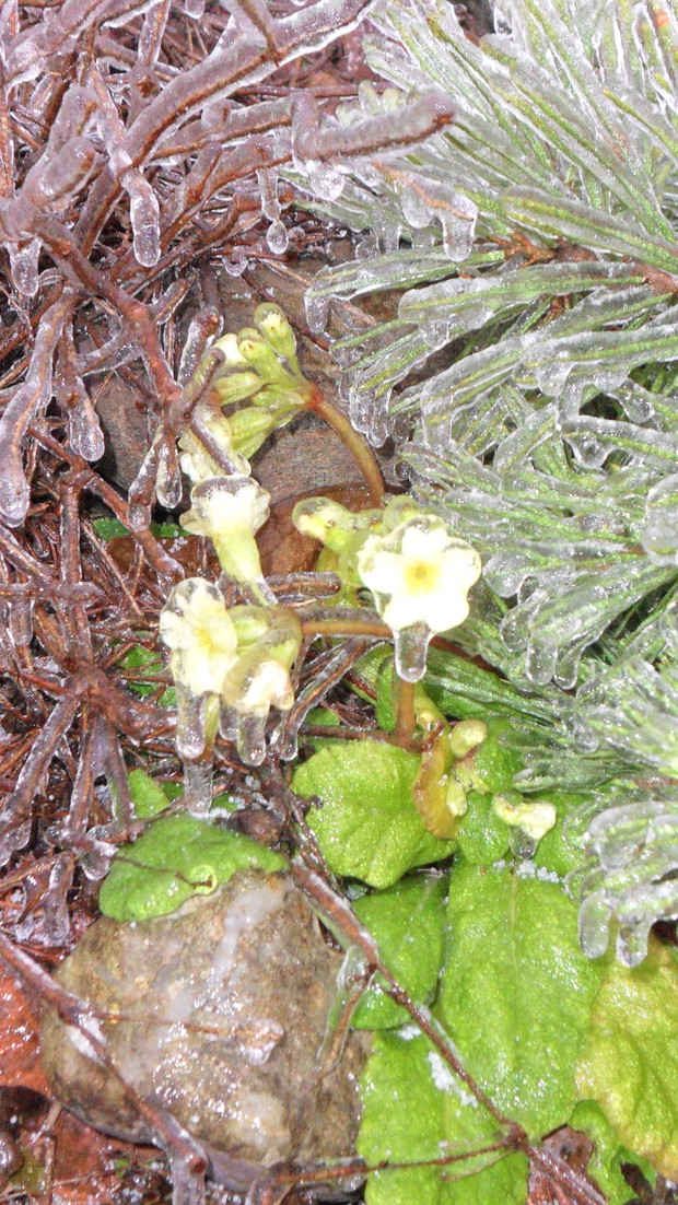 Pierwiosnek wyniosły