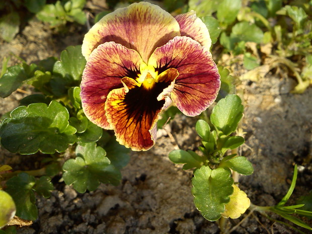 Pierwsze bratki w ogrodzie :)