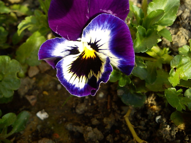 Pierwsze bratki w ogrodzie :)