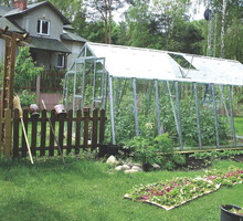 Pierwsze pomidory dojrzewają już w połowie czerwca, ale zbiory mam aż do października.