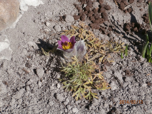 pierwsze sasanki w tym roku