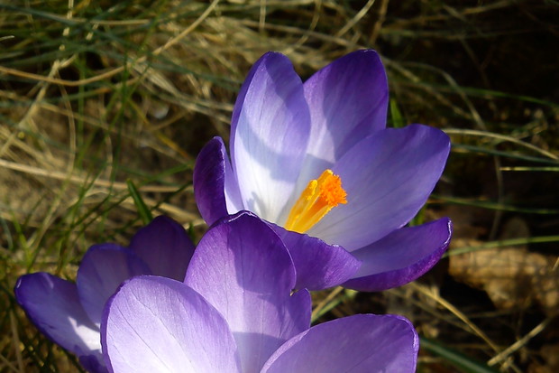 Pierwsze ślicznotki w ogrodzie :)