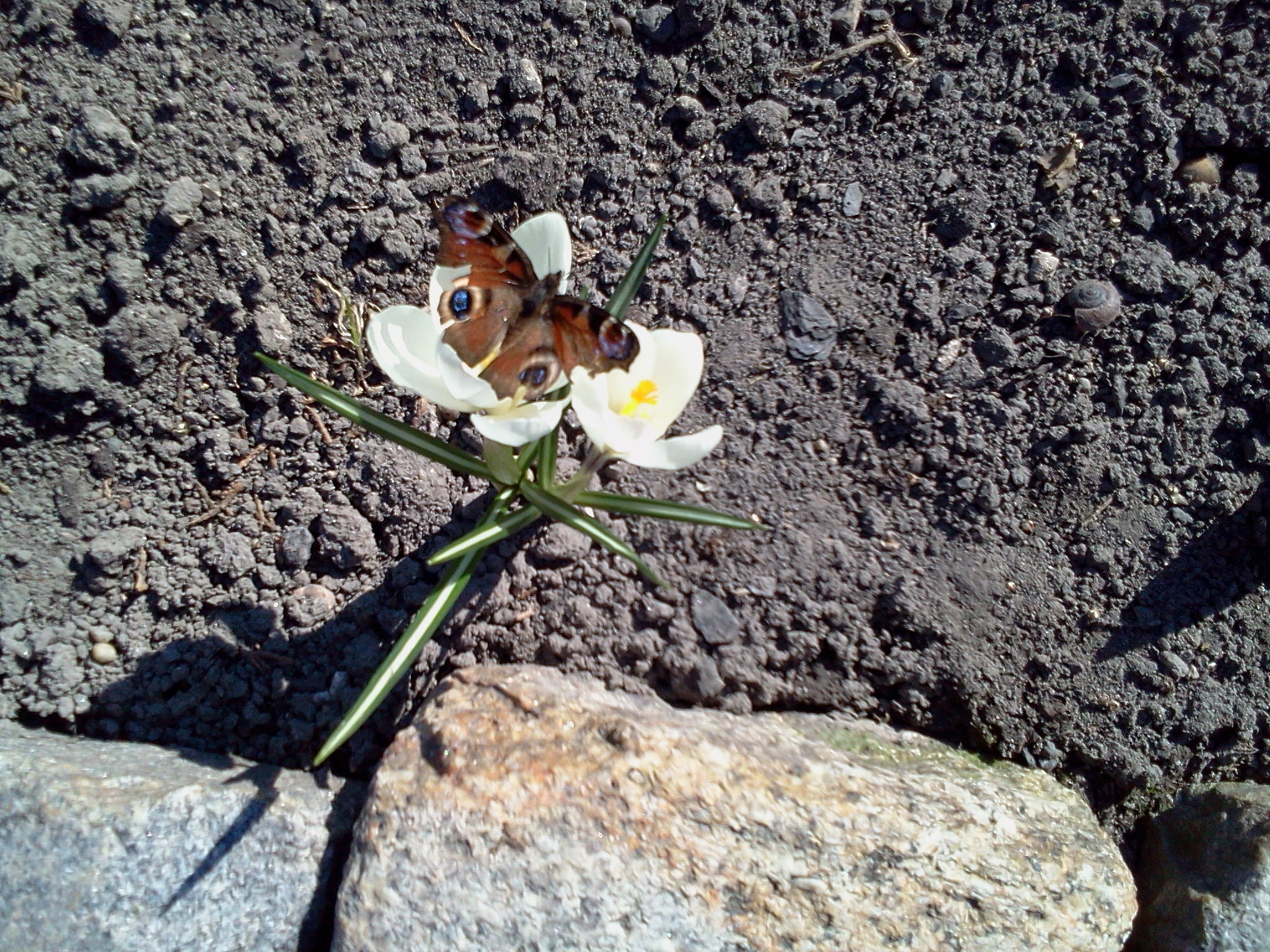 Pierwszy gość tej wiosny.