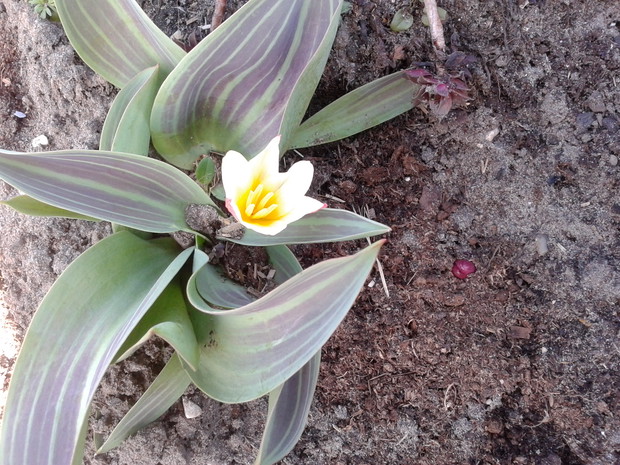 PIERWSZY 
TULIPAN
TEGO ROKU