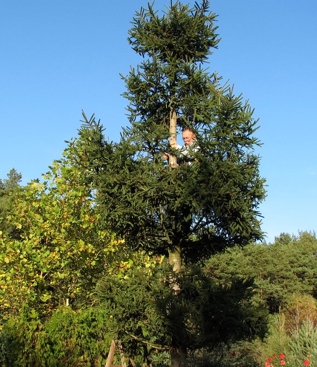 Podczas prac przydają się rękawice. Jest się bowiem narażonym na ukłucia i wyciekającą żywicę
