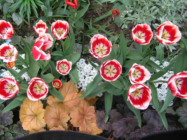 podpatrzone z góry....:)