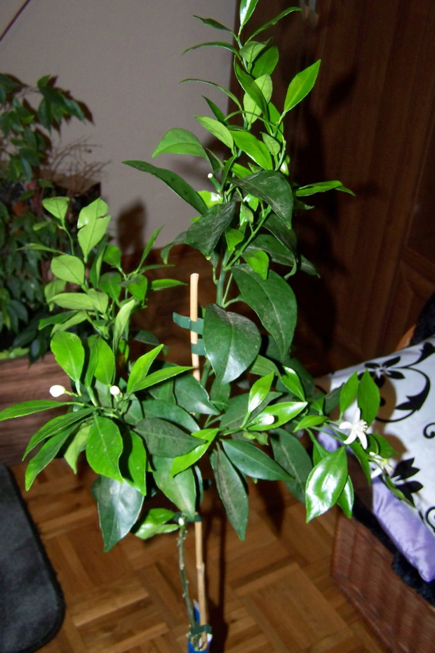 Pomarańcza