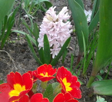 PRIMULA
END
HIACYNT